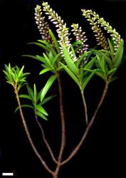 Veronica truncatula. Sprig. Scale = 10 mm.
 Image: M.J. Bayly & A.V. Kellow © Te Papa CC-BY-NC 3.0 NZ